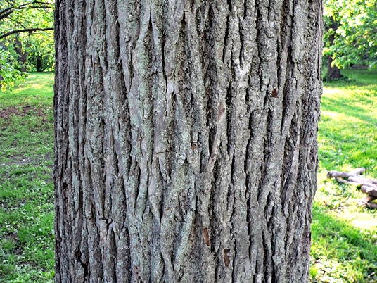 {Tilia americana}